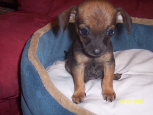 puppy2 puppy2