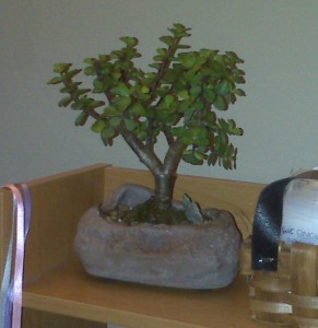 bonsai-alive