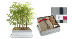 bonsai-tree-kit-l