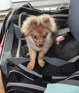 puppy-hockey-bag