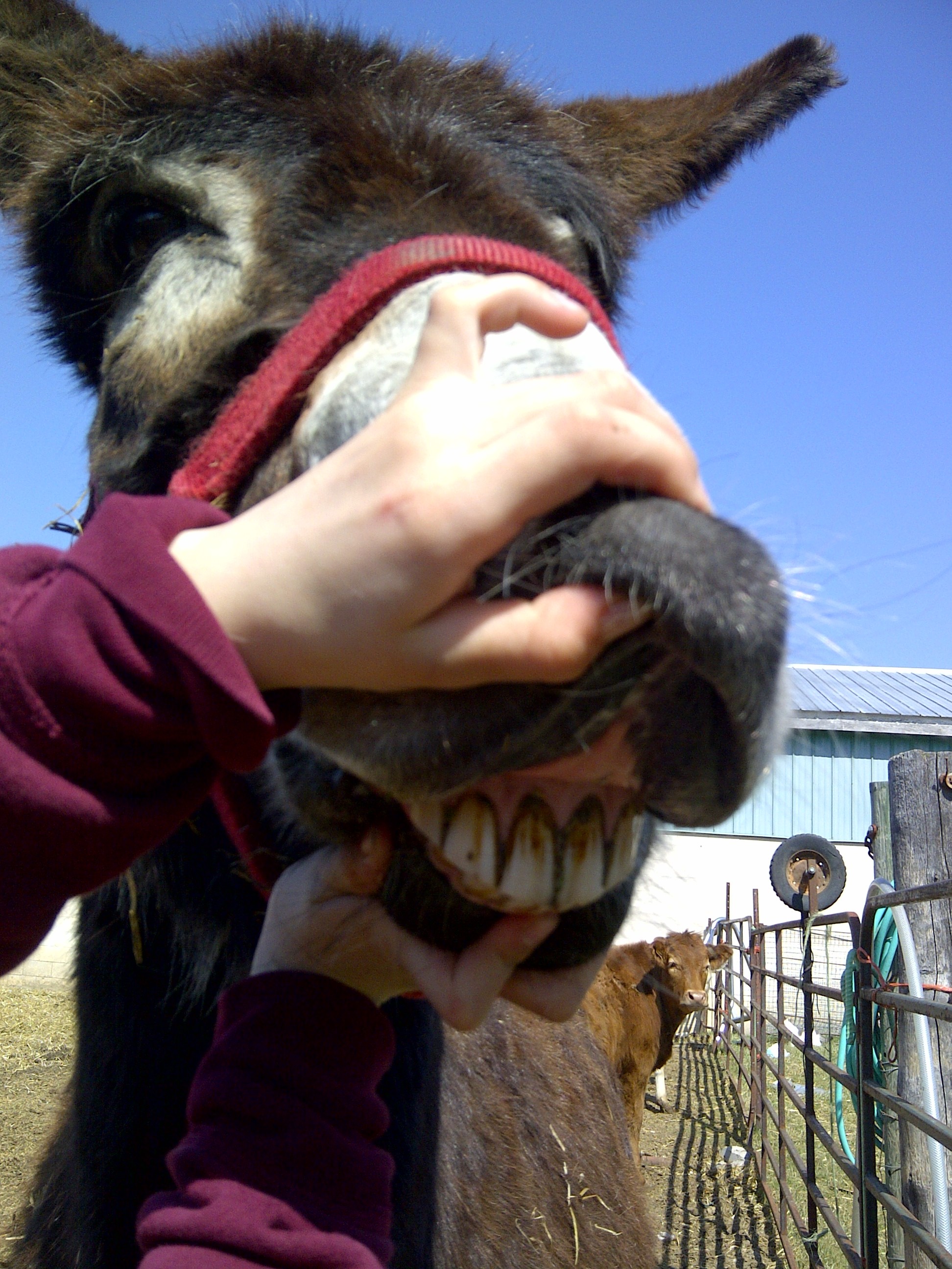 jenny donkey | spiffykerms.com