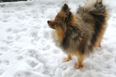 Alfie-in-the-snow