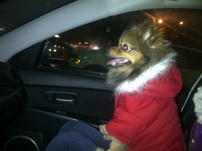 Alfie wearing Canada Pooch