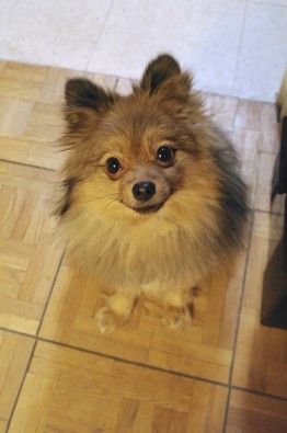 Sitting-Pomeranian