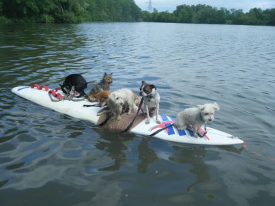 6 dogs on a surf board