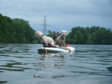 alfie and the two dogs