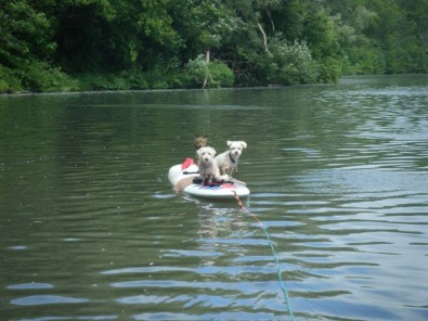 alfie and white dogs