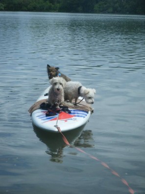 alfie surfing