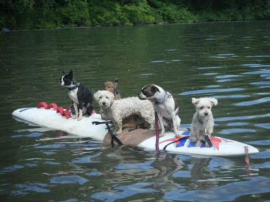 how many dogs fiton a surfboard