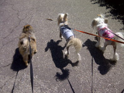 Alfie made friends