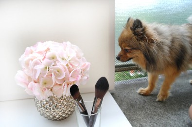 alfie-smelling-brushes