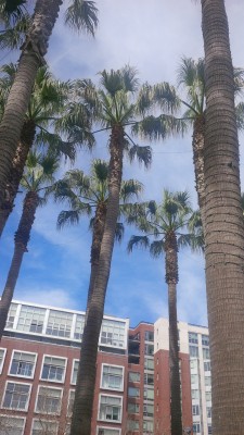 Palm-trees
