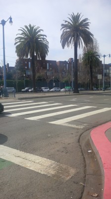 Palm-trees-in-San-Fran