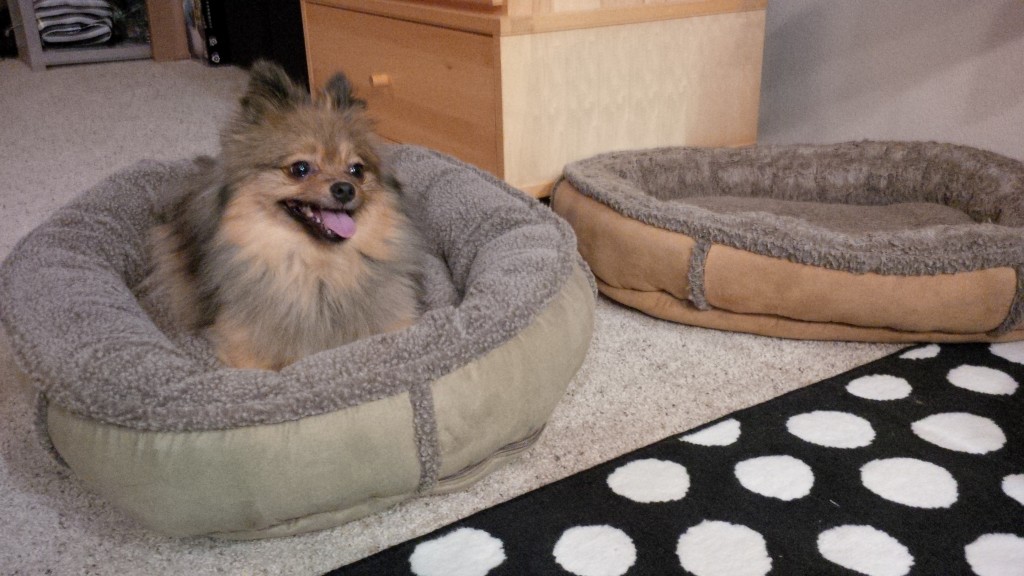 Alfies new bed