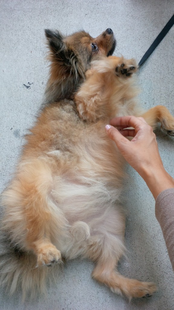 Alfie belly rub