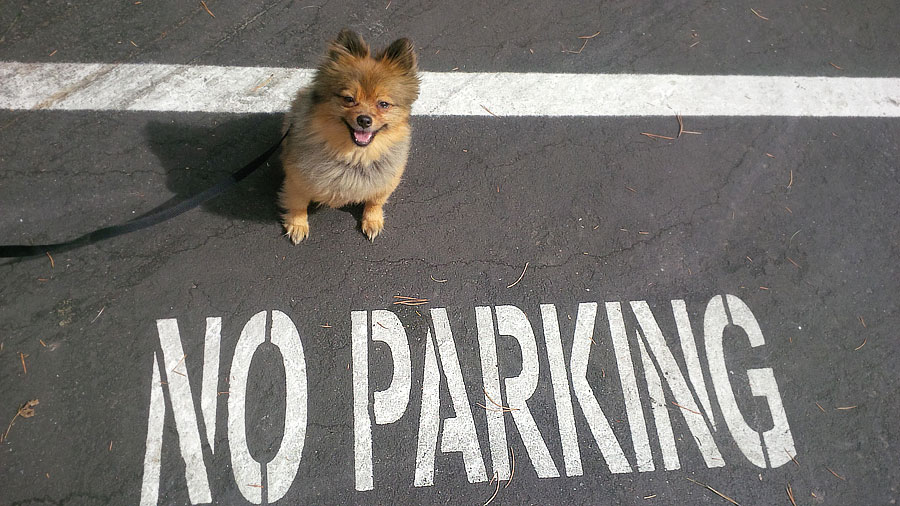 No-Parking-Alfie