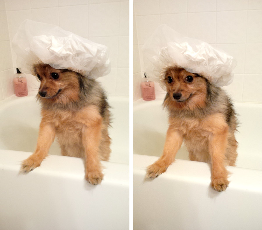 Alfie-shower-cap-4