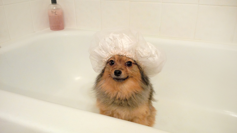 Alfie-shower-cap-5