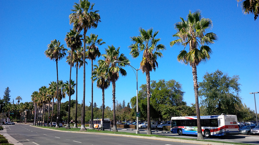 Palm-Trees