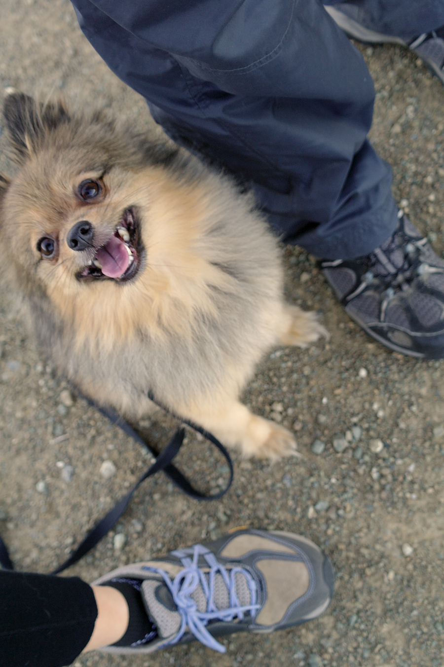 Alfie-and-our-shoes