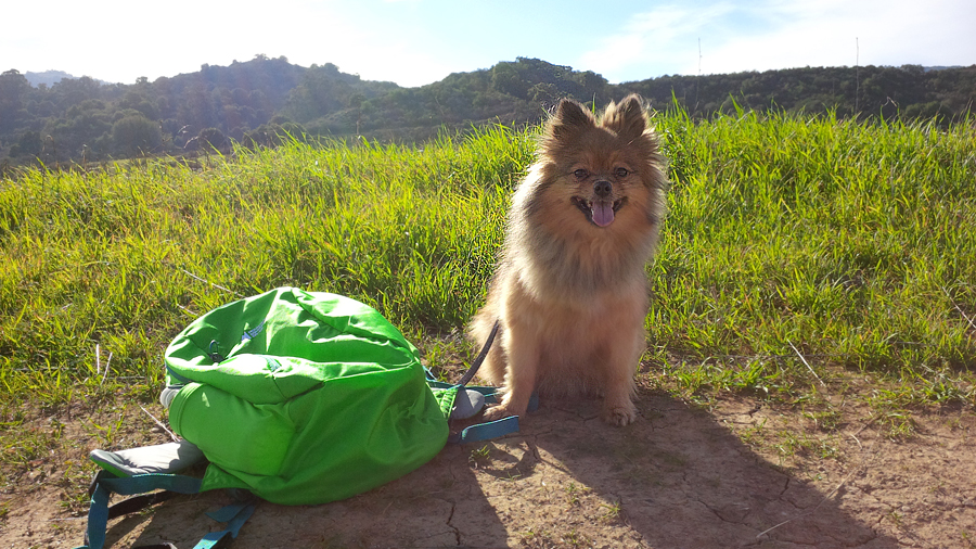 Alfie-rest-stop