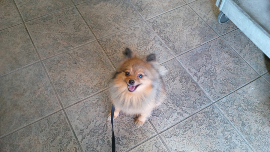 Alfie-in-dog-food-store