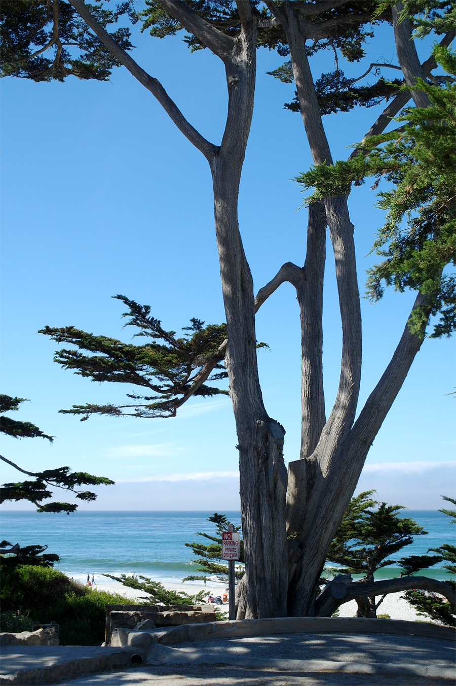 Tree-on-Beach