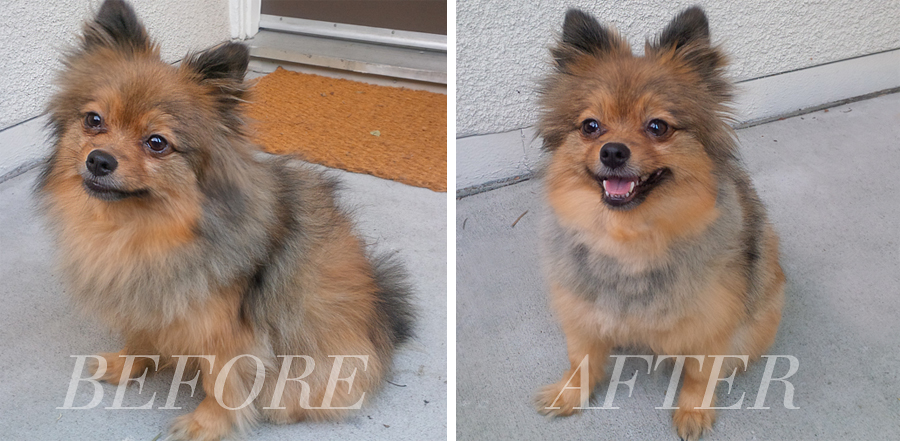 before-after-dog-haircut