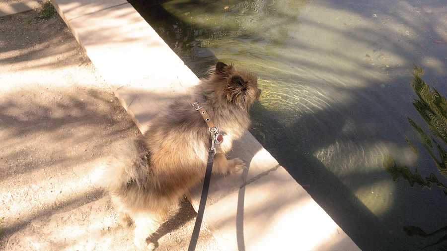 Alfie-testing-the-waters