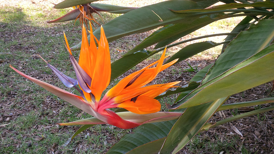 Bird-of-paradise