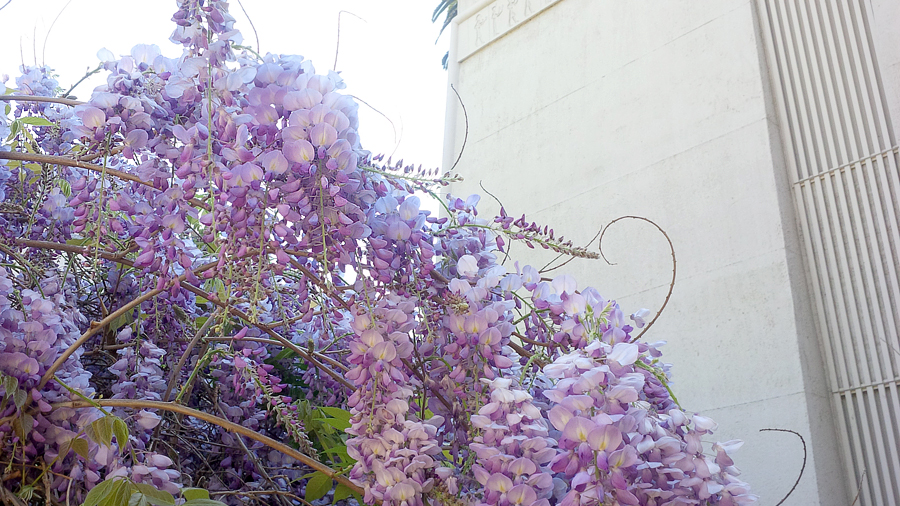 Lilacs-at-Egyptian-Museum