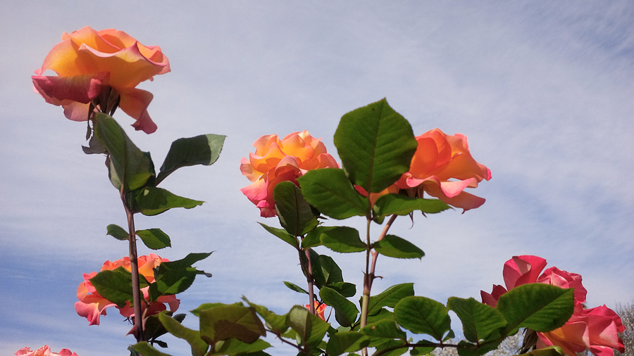 Peach-roses