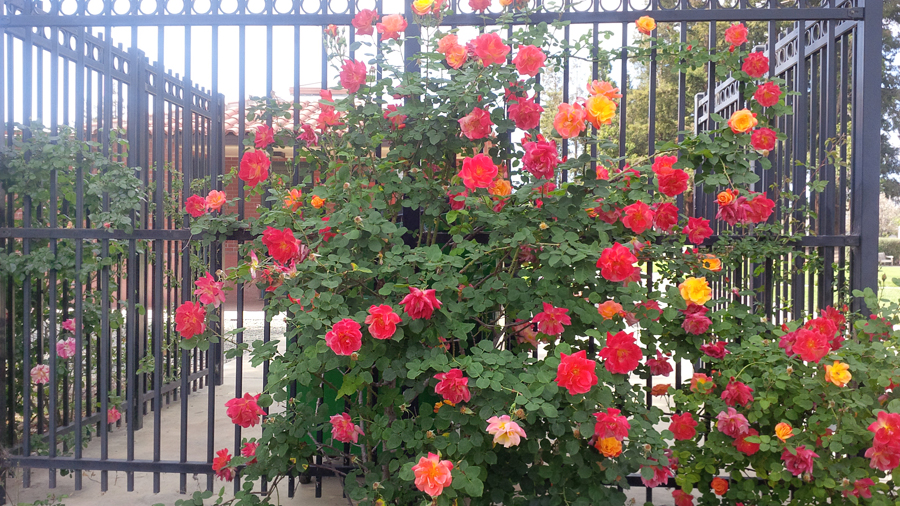 Roses-on-fence