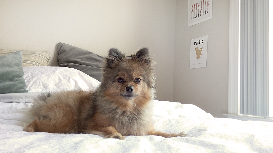 Alfie-staring