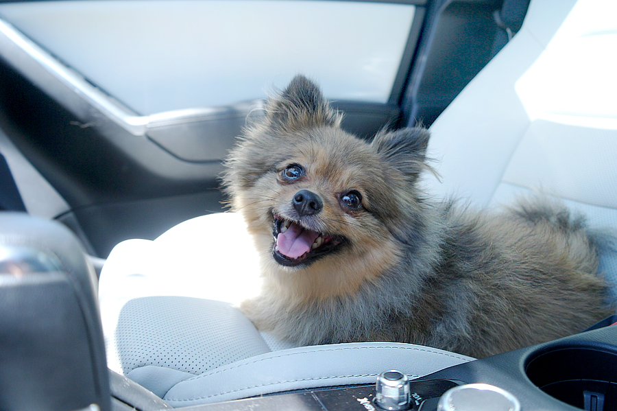 Alfie-smile-front-seat