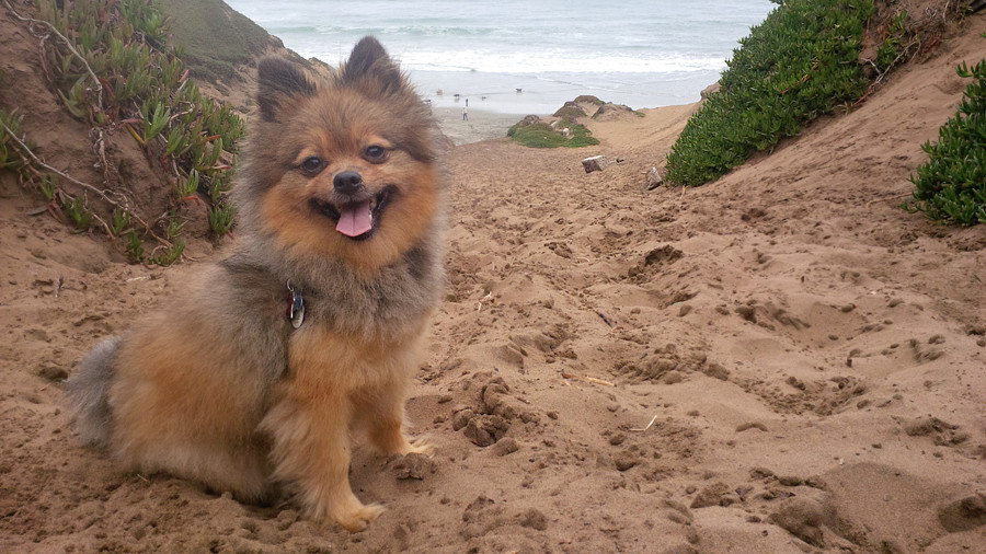 Fort Funston off leash dog beach San Francisco