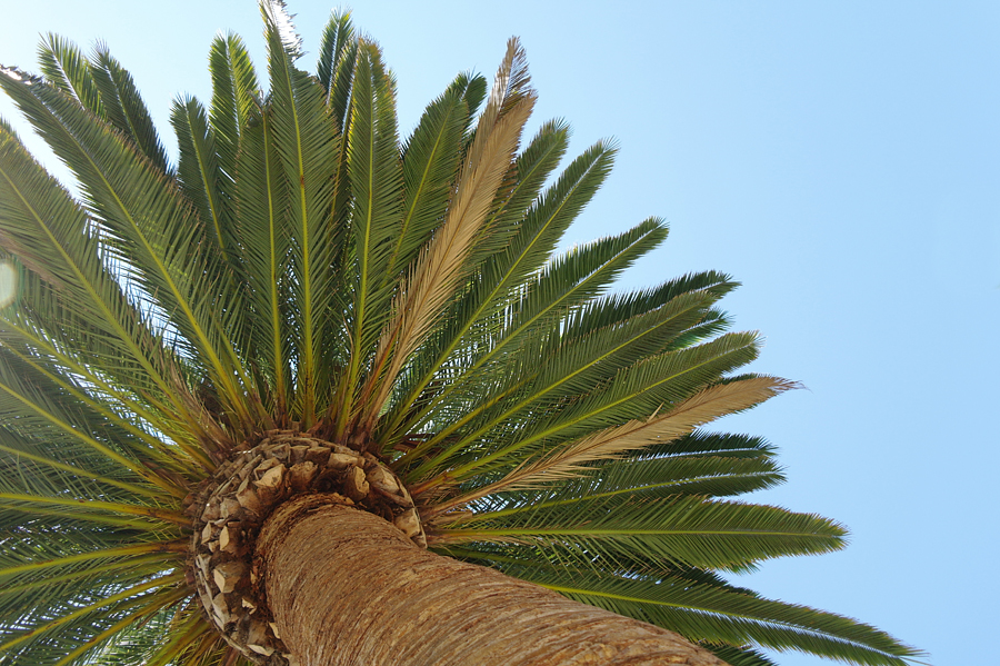 Palm