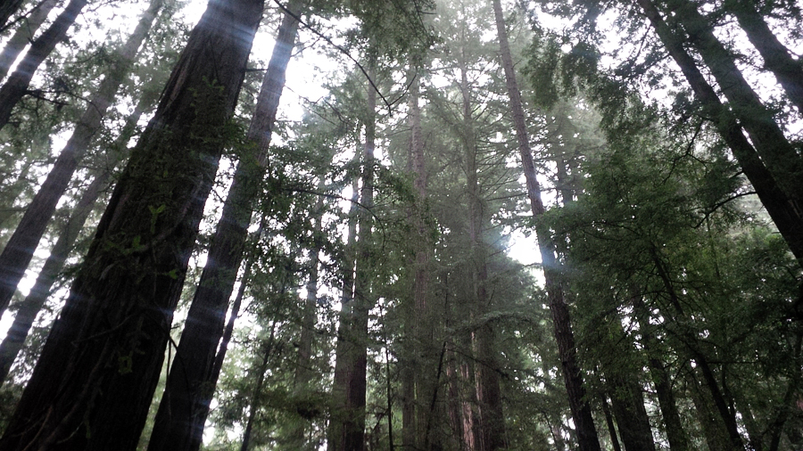 Redwood-trees