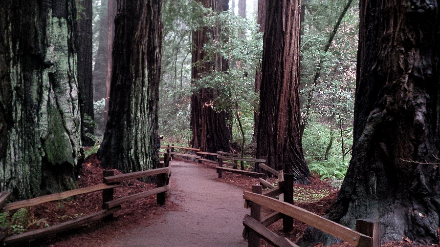 Redwoods-Muir-Woods