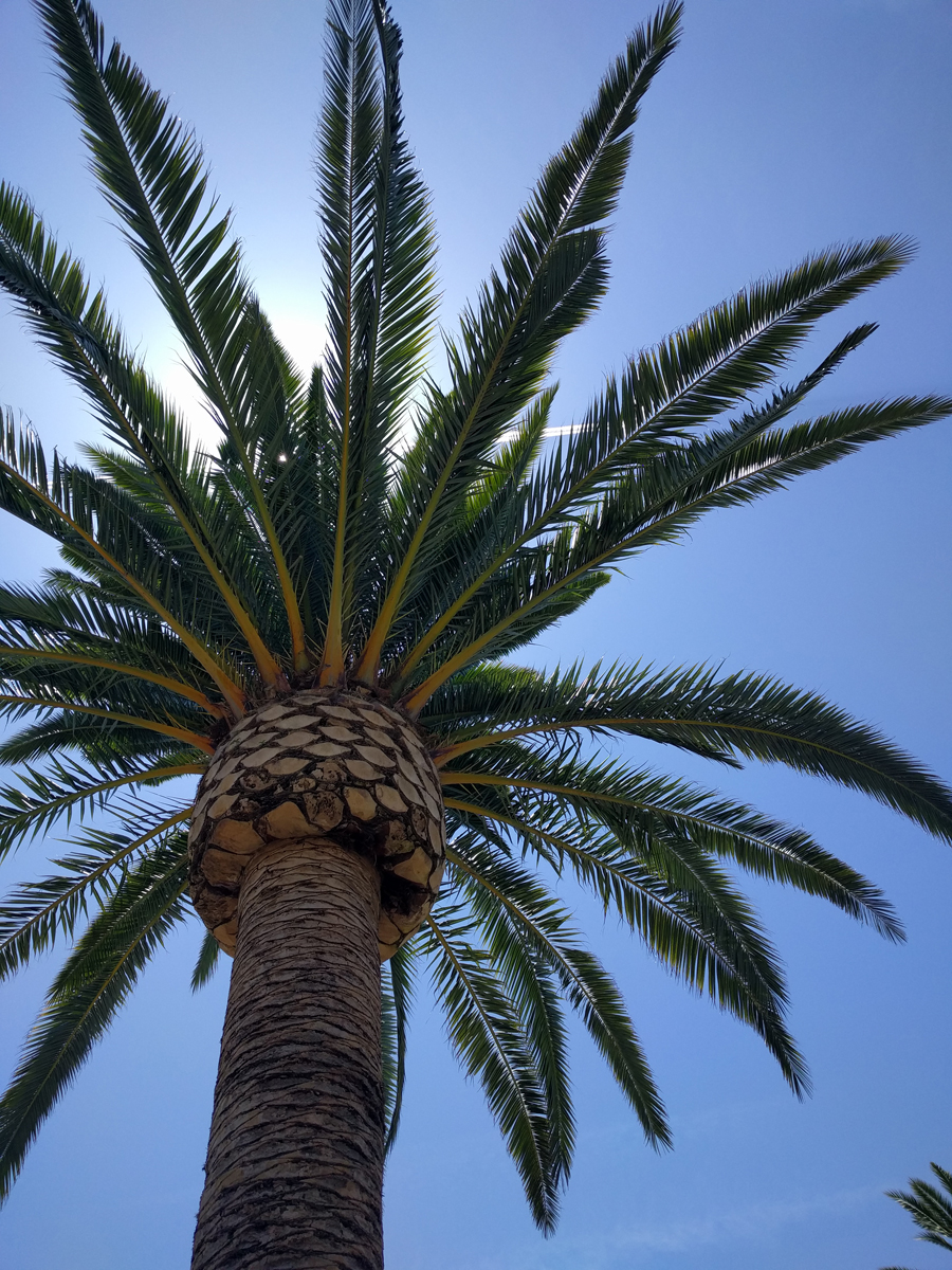 Palm-tree