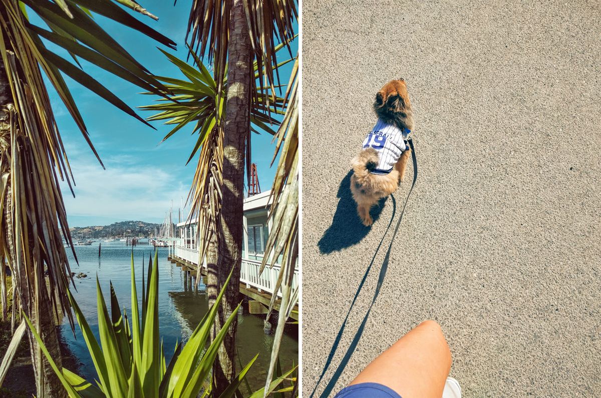 Palm-trees-dog-walk