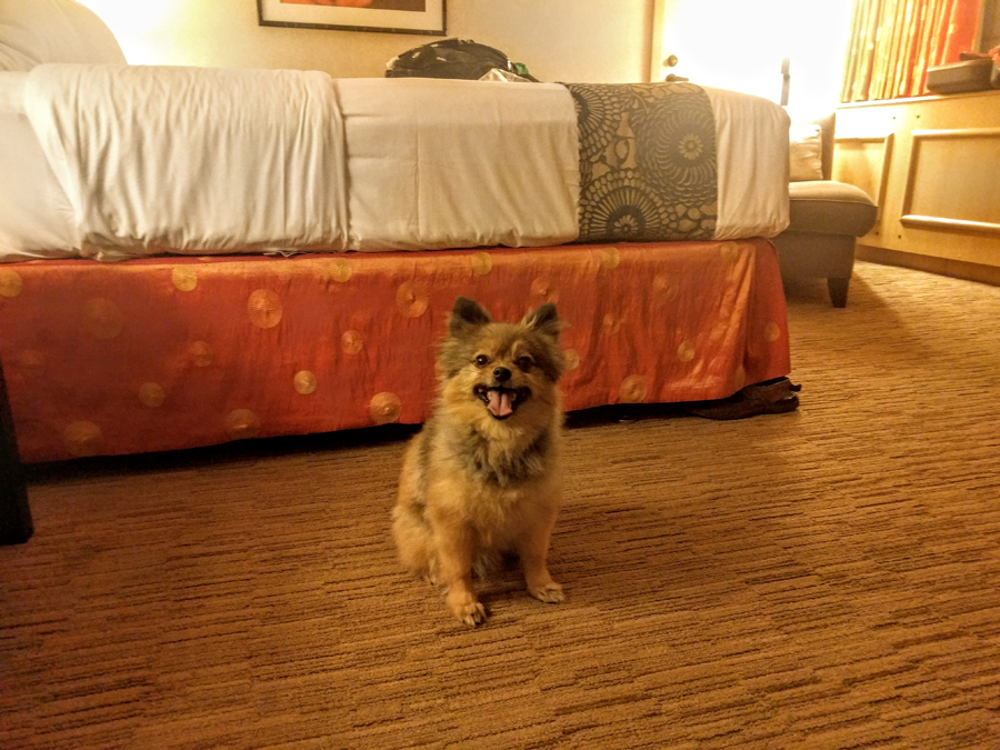dog-friendly-hotel
