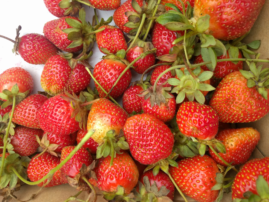 my-strawberries